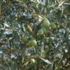 Oliven am Baum